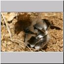 Andrena vaga - Weiden-Sandbiene -05- w21 13mm mit Faecherfluegler 5 mm.jpg